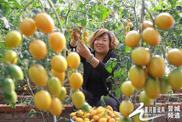 游客在阳城县北留镇皇城村农业生态园区蔬菜种植基地采摘番茄