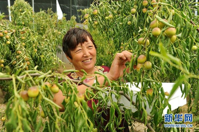 7月14日,河北省沧县绿然农业专业合作社的枣农在大棚内采摘冬枣.