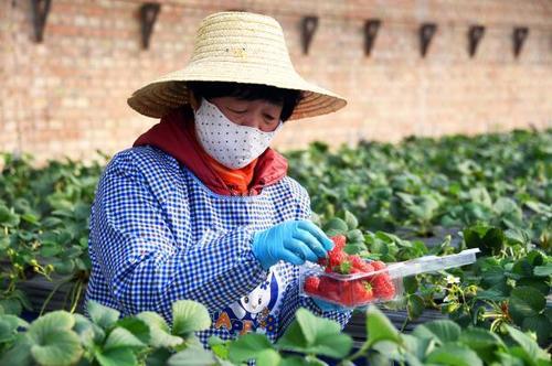 2月27日,工作人员在北京百旺农业种植园草莓种植大棚采摘成熟的草莓.
