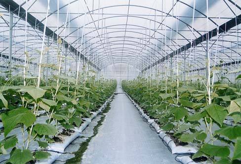 厂家供应适合春秋蔬菜种植观光采摘连栋膜温室大棚