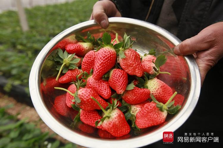 农业种植合作社富硒草莓基地里,合作社社员在采摘大棚富硒有机草莓